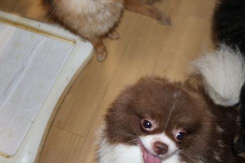販売中のポメラニアンの親犬